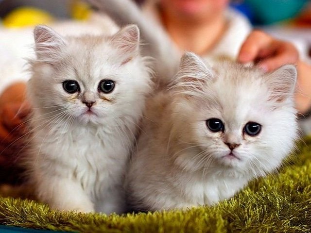 Породы кошек в Большом Камне | ЗооТом портал о животных