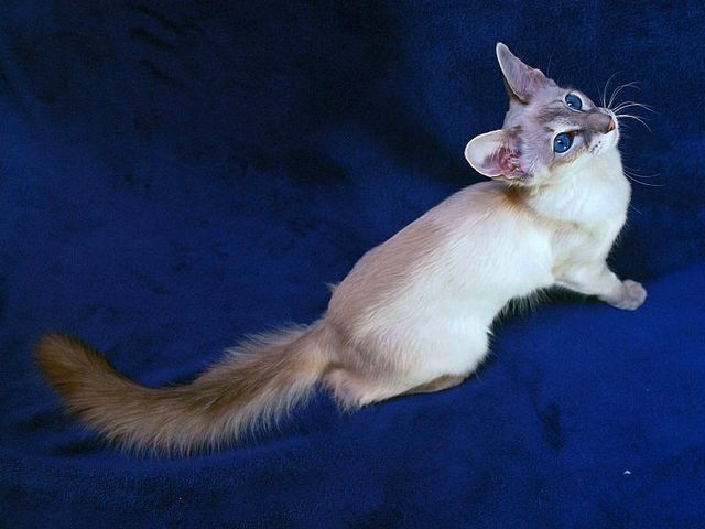 Выведенные породы кошек в Большом Камне | ЗооТом портал о животных