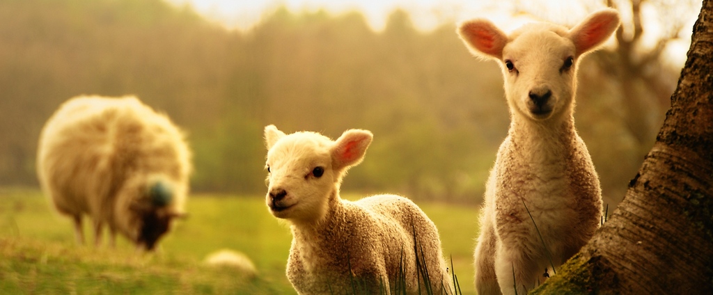 Объявления о сельскохозяйственных животных | ЗооТом - продажа, вязка и услуги для животных в Большом Камне