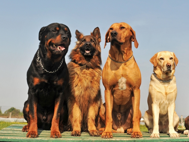 Крупные породы собак в Большом Камне | ЗооТом портал о животных